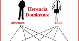 HERENCIA MENDELIANA: Genes dominantes y recesivos
